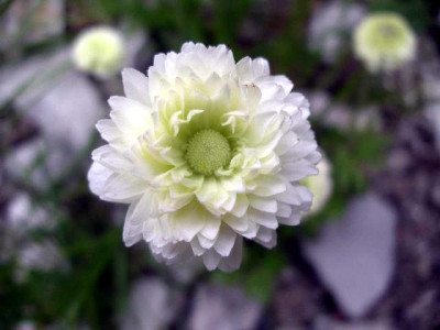 Anemone_sylvestris_Elise_Fellmann_2005-05-03.JPG