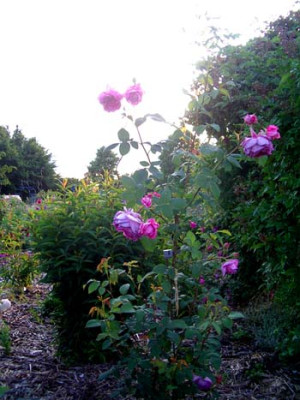 Juni_2011_ViolettexHab_Kopie.jpg