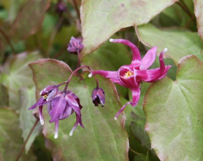 lila-rosa.jpg