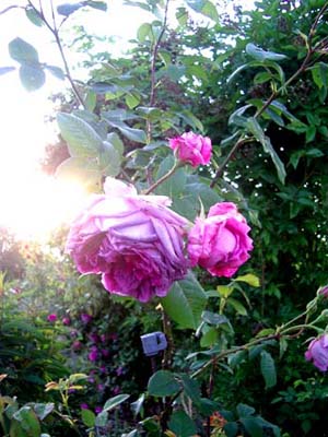 Juni_2011_VioetteX_Kopie.jpg