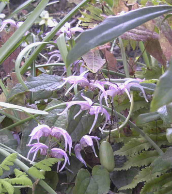 Epimedium_leptorrhizumRimg0249.JPG