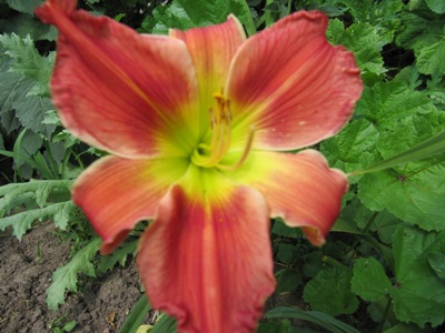 Hemerocallis_2011_Forever_Redeemed.jpg