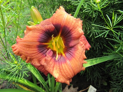Hemerocallis_2011_221.jpg