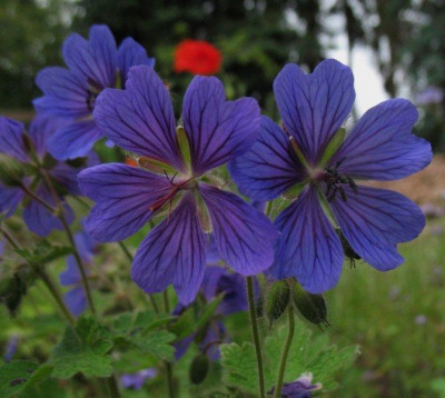 Geranium_Blaues_Rad.jpg