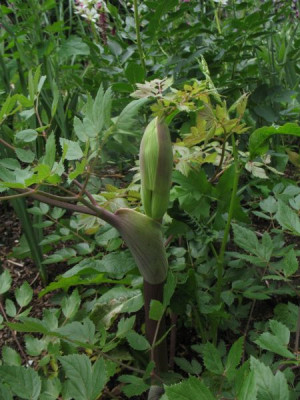 Peucedanum_verticillare.jpg