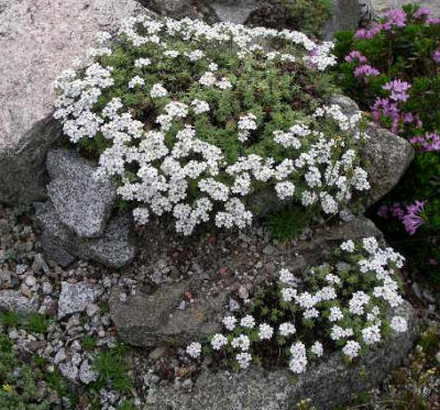 Androsace_barbulata_2005-05-03.JPG