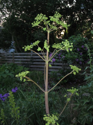 Peucedanum_verticillare1.jpg