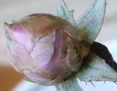 FDxCrep7_02.JPG