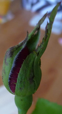 AzubisXTerra11_01.JPG