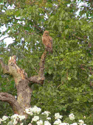Bussard_06._2011_014.jpg