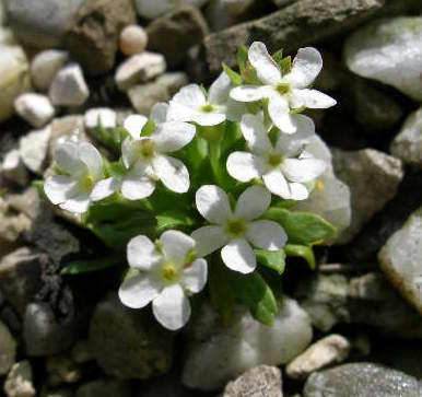 Androsace_mathildae_2005-04-30.JPG