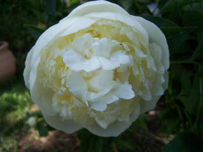 100_5556_Paeonia_herb._Duchesse_de_Nemours___800.jpg