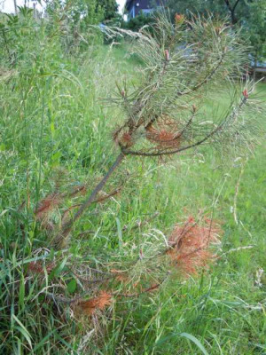 Pinus_pinea_Ersatz_Juni_2011_002.JPG