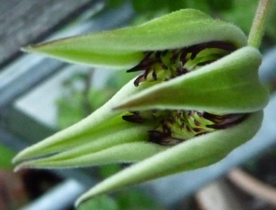 CL_florida_bicolor.JPG