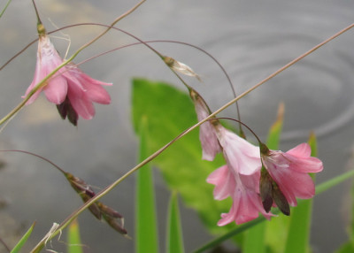 dierama_mossii_01.jpg