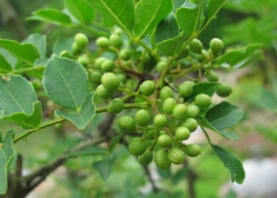 Zanthoxylum_simulans_beeren.jpg