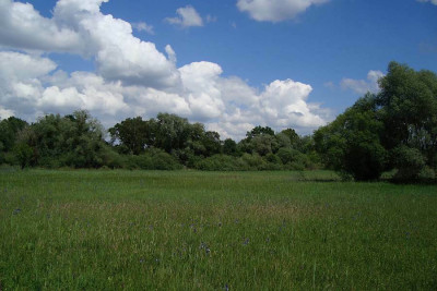 eriskircher_ried_2011_zg1.jpg