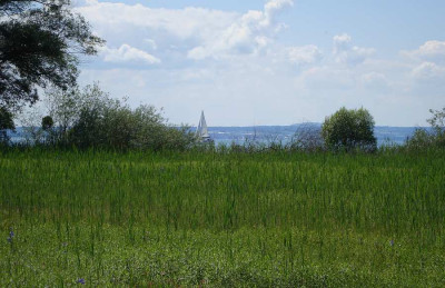 eriskircher_ried_2011_zg2.jpg