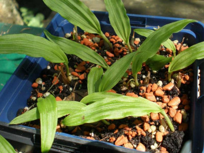 GP_Pleione_formosana_2011ea.jpg