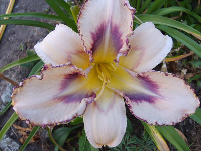 destined_to_see_11.6.11.jpg