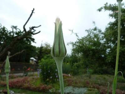 scherben_061.jpg