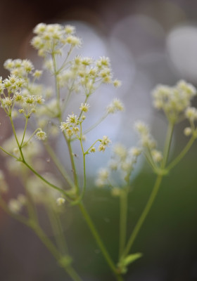 Thalictrum_polygamum.jpg
