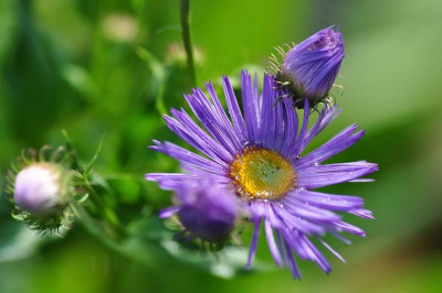 Erigeron-mg.jpg