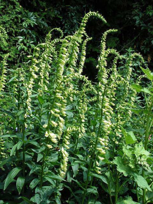 digitalis_lutea_30.jpg