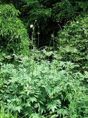 cephalaria_gigantea_37.jpg