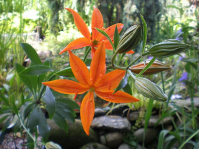 GP_Lilium_tsingtauense_2011ea.jpg