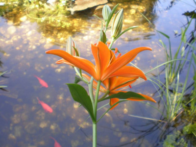 GP_Lilium_tsingtauense_20111ea.jpg