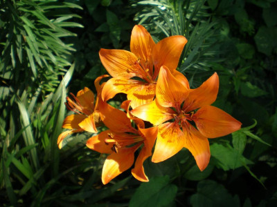 GP_Lilium_bulbiferum_2011ea.jpg
