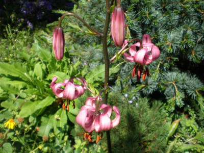 GP_Lilium_martagon_2011ea.jpg