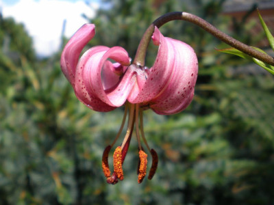 GP_Lilium_martagon_20111ea.jpg