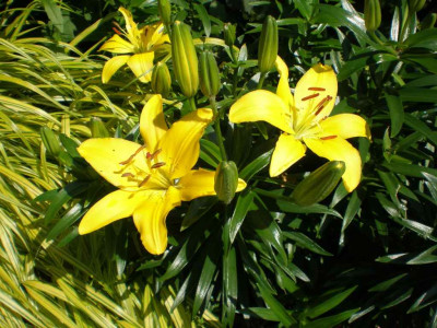 GP_Lilium_Yellow_Pixie_2011ea.jpg