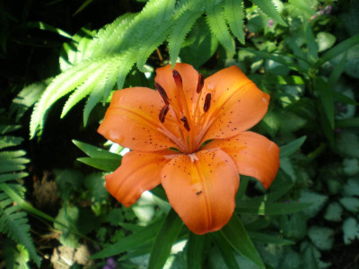 GP_Lilium_Orange_Pixie_2011ea.jpg