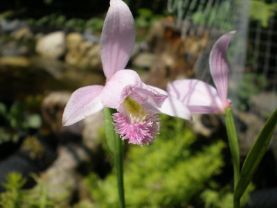 GP_Pogonia_ophioglossoides_2011ea.jpg