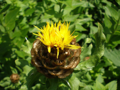 GP_Centaurea_macrocephala_2011ea.jpg