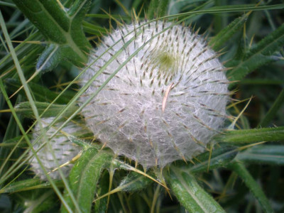 GP_Cirsium_eriophorum_2011ea.jpg