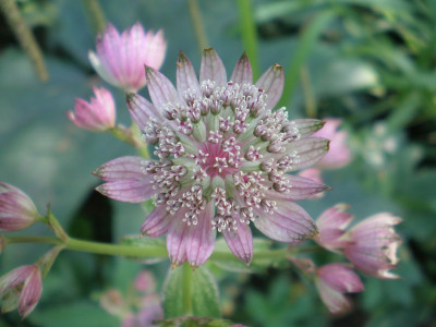 GP_Astrantia_major_ssp_carinthiaca_2011ea.jpg