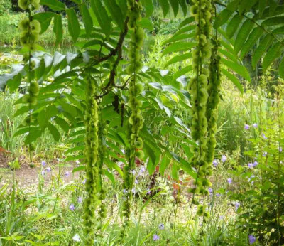 Pterocarya_A_900x900_80KB.jpg