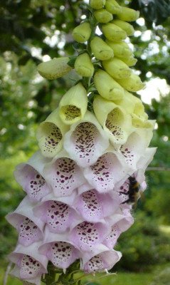 Digitalis_B_900x900_80KB.jpg