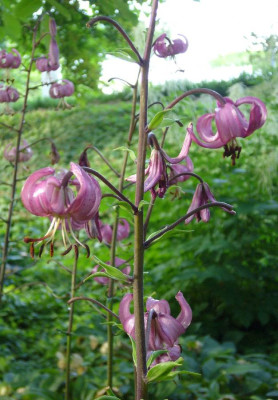 Lilium_martagon_900x900_80KB.jpg