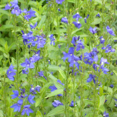 Veronica_A_900x900_80KB.jpg