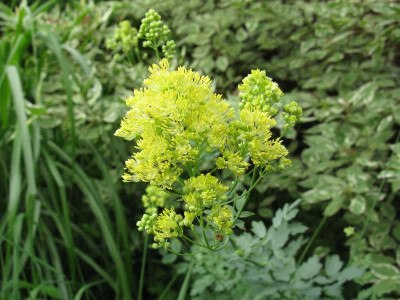 Thalictrum_flavum_subsp_glaucum_800x600.jpg