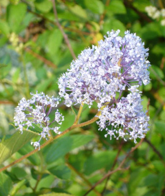 Ceanothus_900x900_80KB.jpg