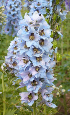 Delphinium_eisblau_900x900_80KB.jpg
