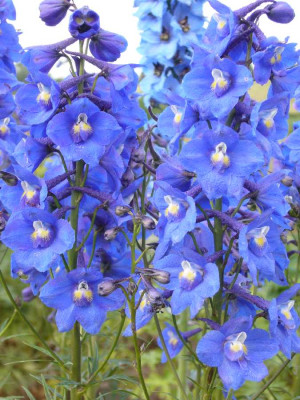 Delphinium_blau_wei_900x900_80KB.jpg