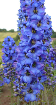 Delphinium_blau_900x900_80KB.jpg