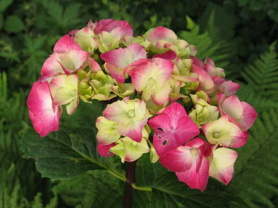 Hydrangea_macrophylla_Oregon_Pride_2011.jpg